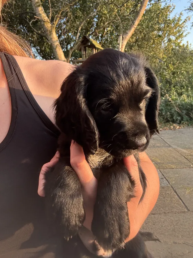 Bertie - Orange collar