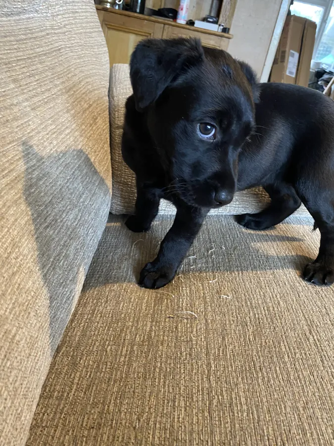 Black Labrador bitch puppy