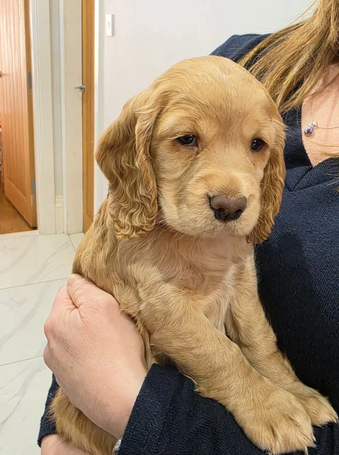 Working Cocker pups Lemon and white and Golden 2 dogs 2 bitches