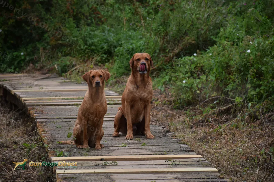 Labrador puppies Working parents