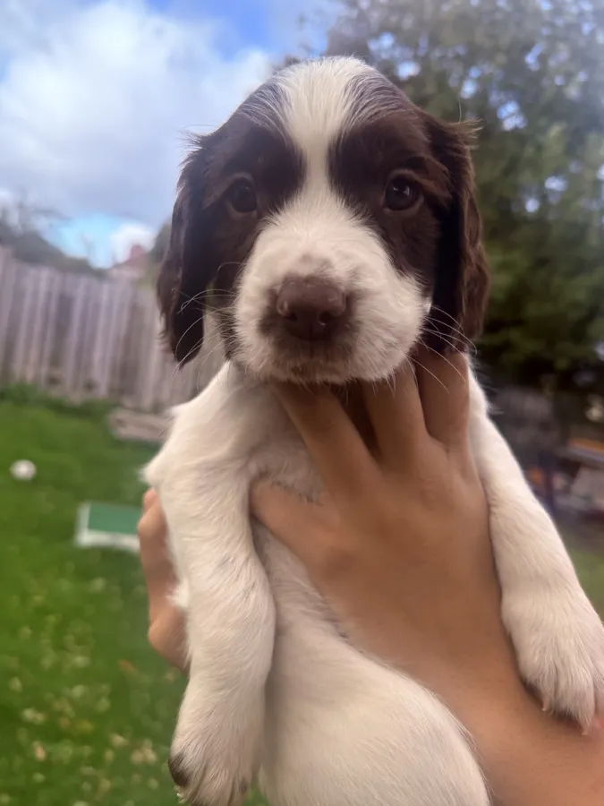 English Springer Spaniel puppies