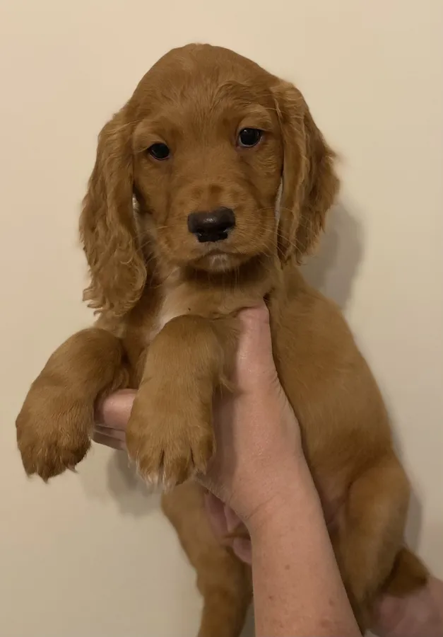 Beautiful Cocker Spainels Puppies