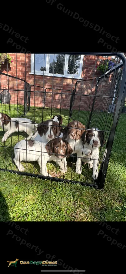 Springer spaniel pups