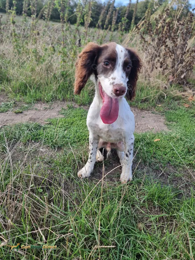 7 month old ESS dog