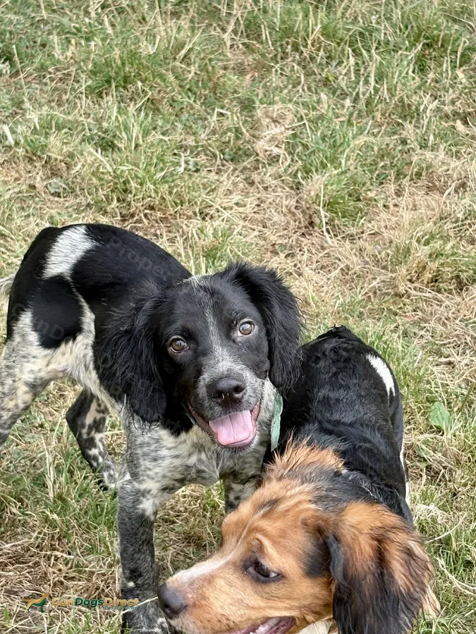 Brittany pups