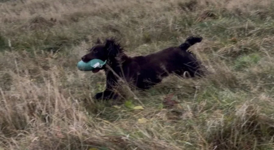 Fully trained wcs bitch