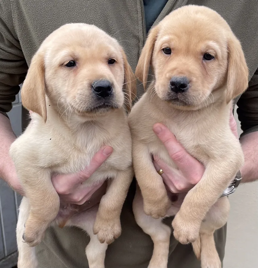 Well bred working KC Labrador puppies