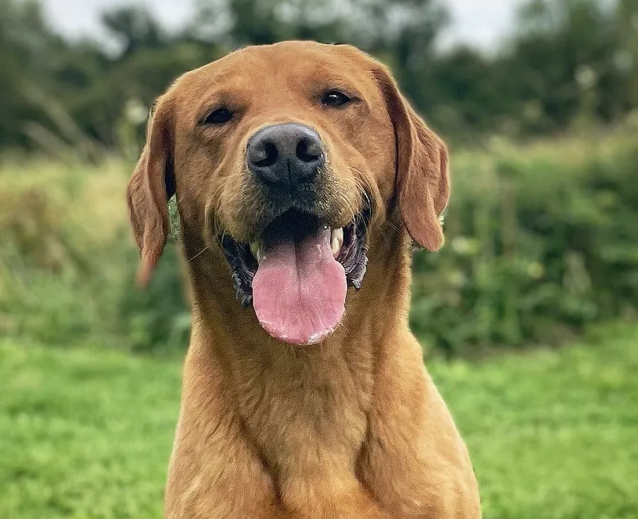Mitch labrador stud dog based in Wiltshire