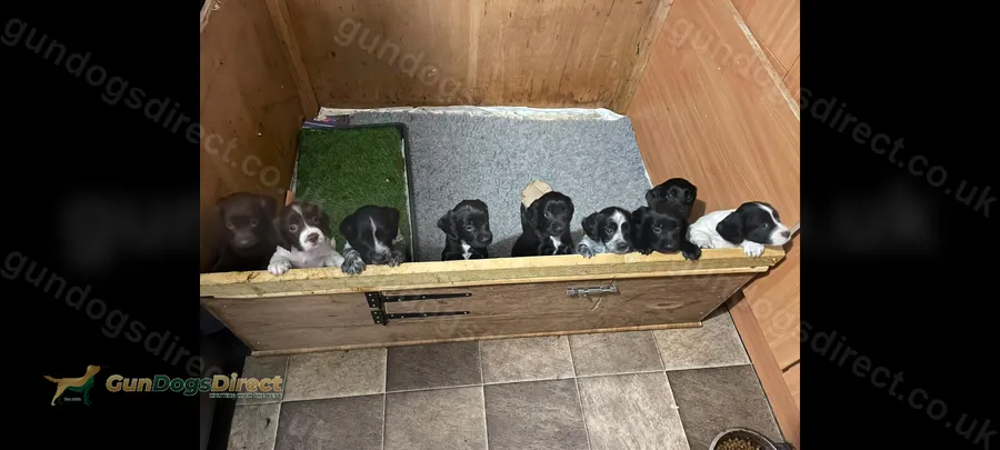Sprocker pups for sale