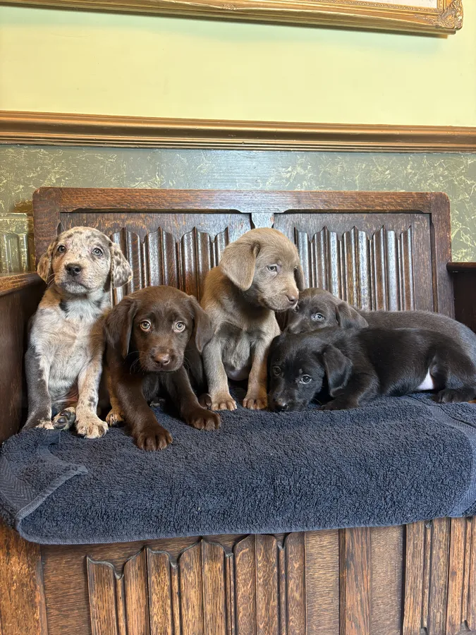 Fluffy and Chunky Labrador Puppies