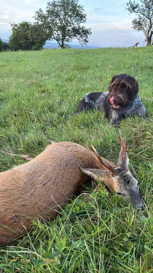 Enzo GWP VDD Pedigree Germany Line