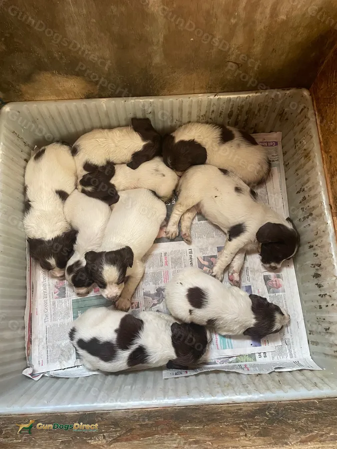 KC registered ESS puppies