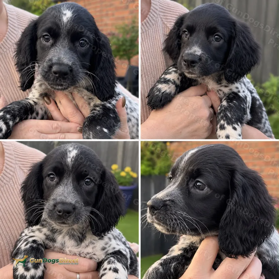 Blue Roan and Black and White Sprocker Puppies