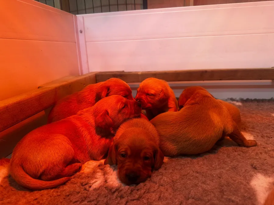 Fully health tested fox red lab puppies
