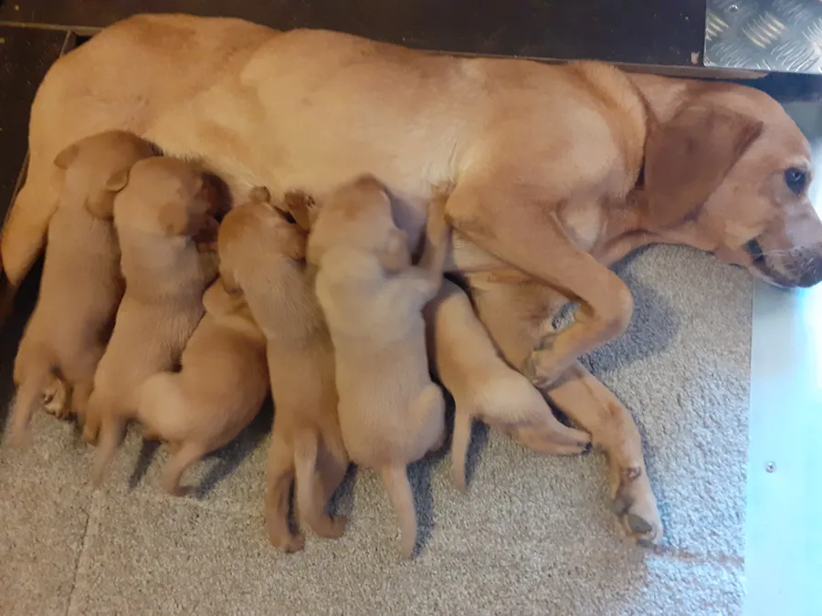 Stunning Working Bred KC Reg Fox Red Labrador Puppies
