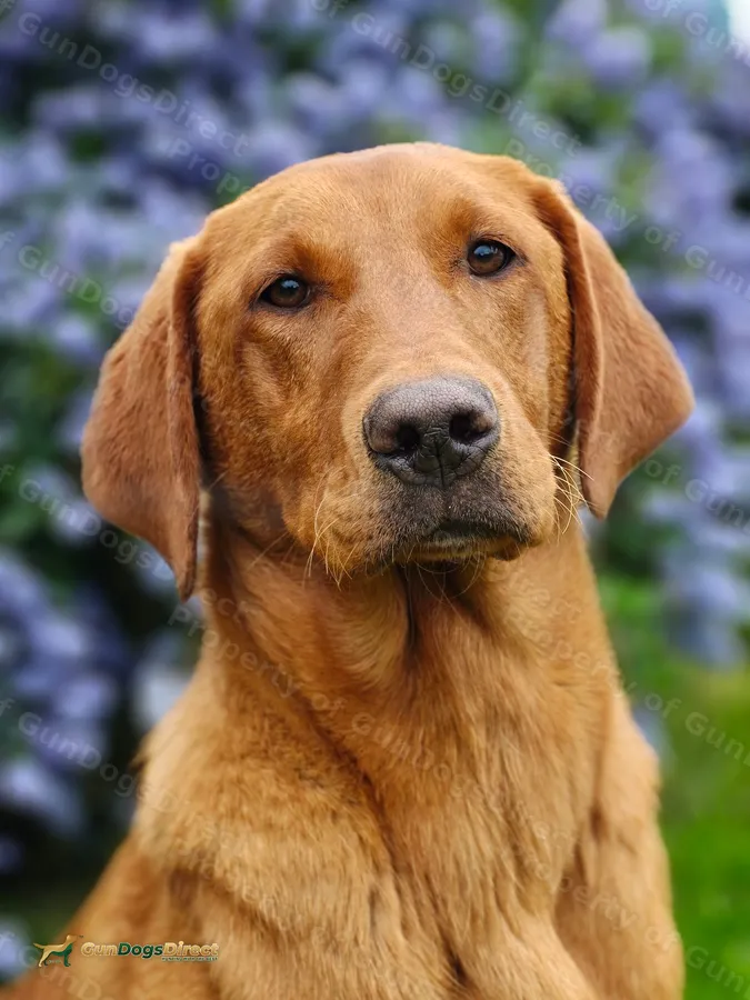 12 month old Fox Red Labrador