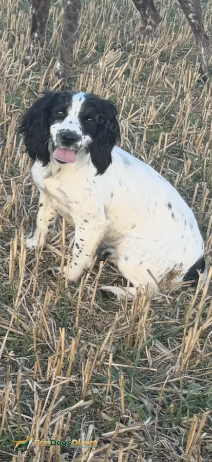 1 year old Cocker Spaniel