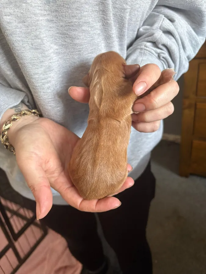 Kc Registered Cocker Spaniels