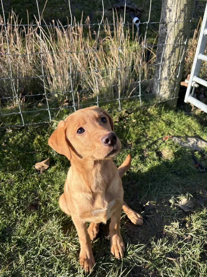 Beautiful fox red 6 month old male KC