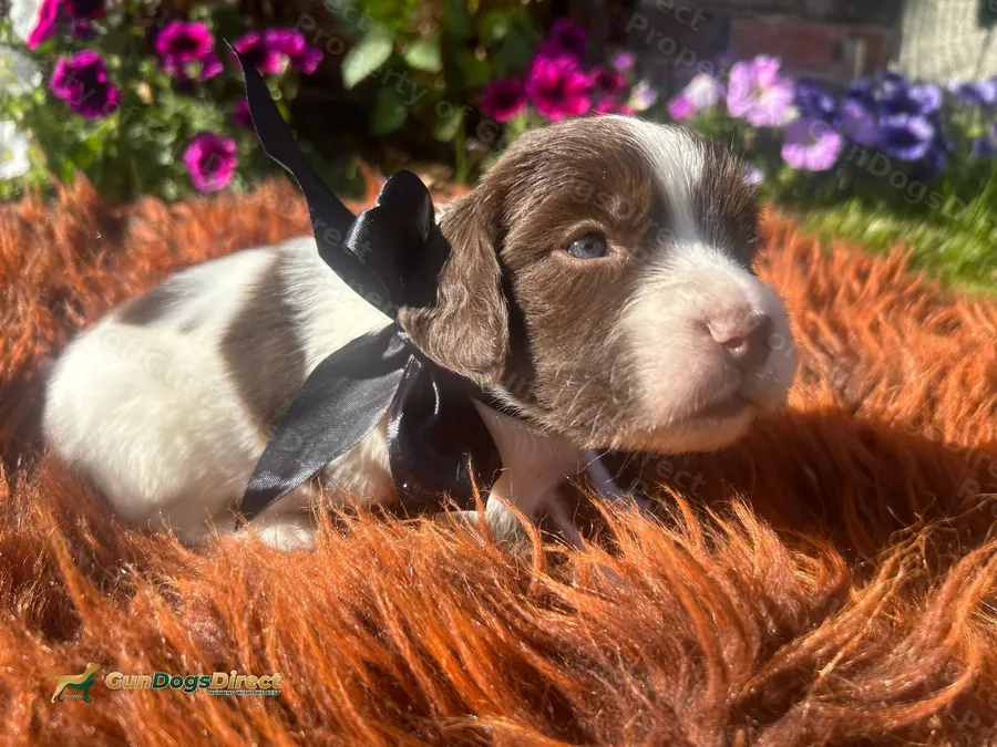 Springer Spaniel Puppies