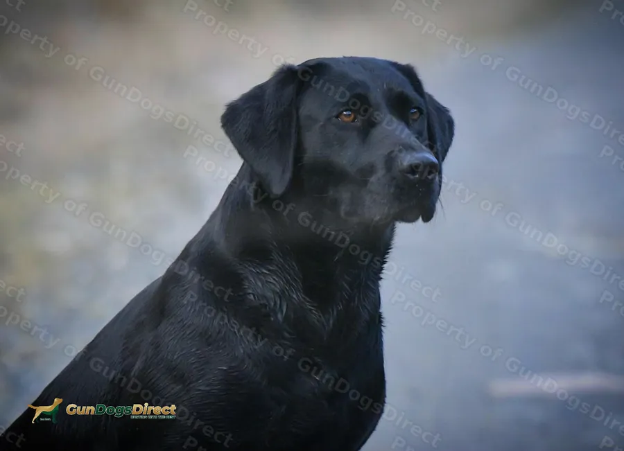 Exceptional KC Registered Labrador Puppies