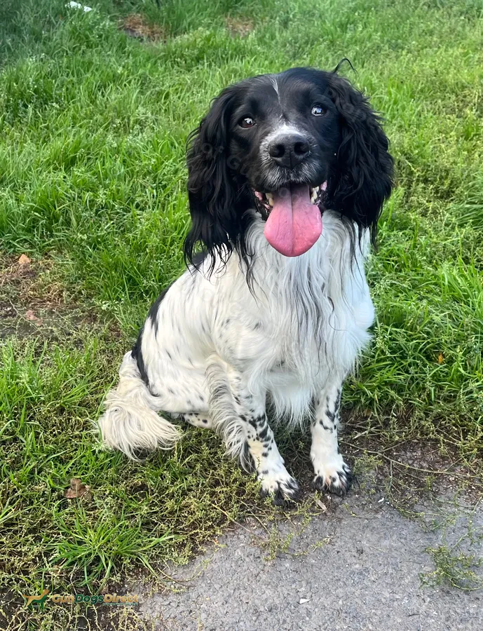 FTCH x FTCH springer spaniel