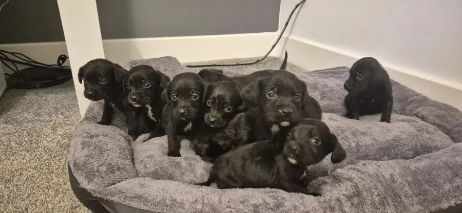 Springerdor puppies