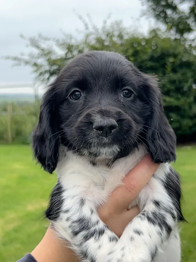 Puppy 6