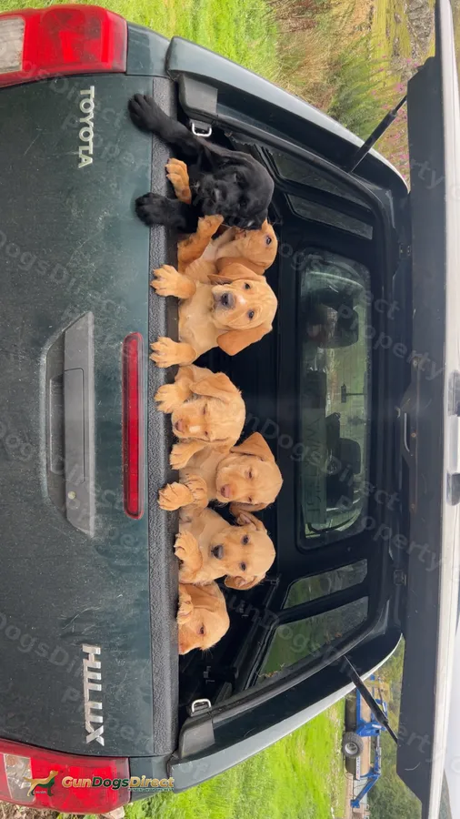 Hpr x lab puppies