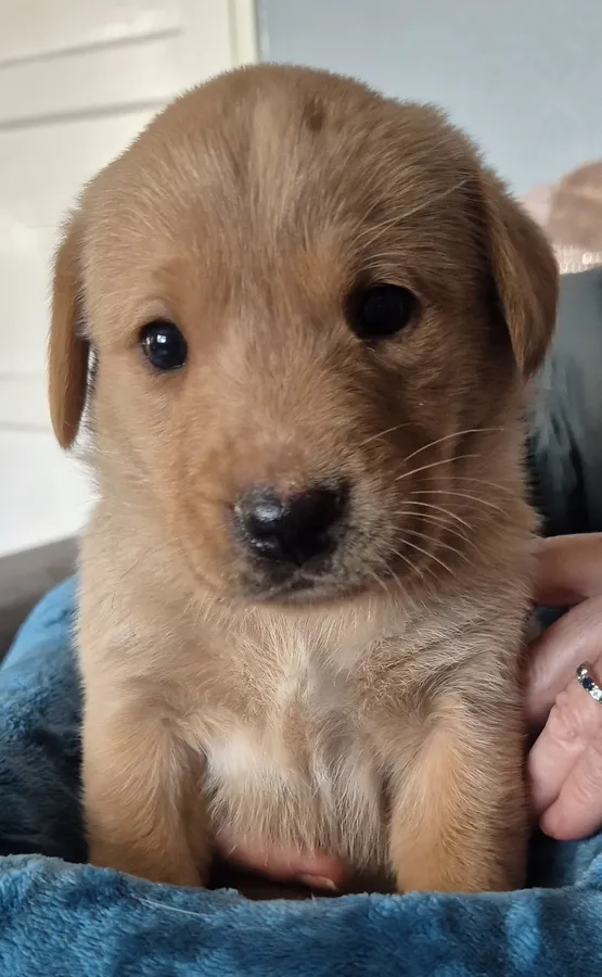 Fox red labrador puppies champion bloodlines