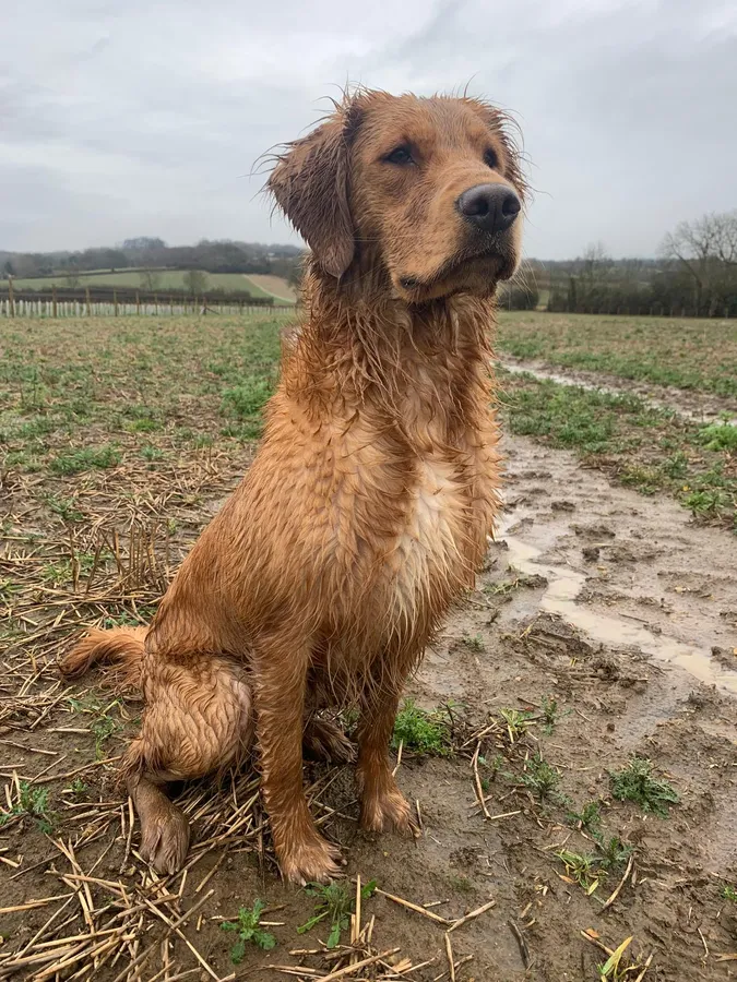 Working Golden Retrievers