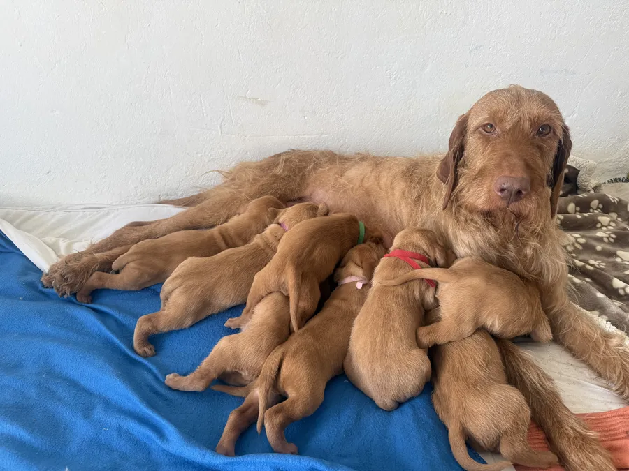 KC Registered Hungarian Wirehaired Vizsla Puppies