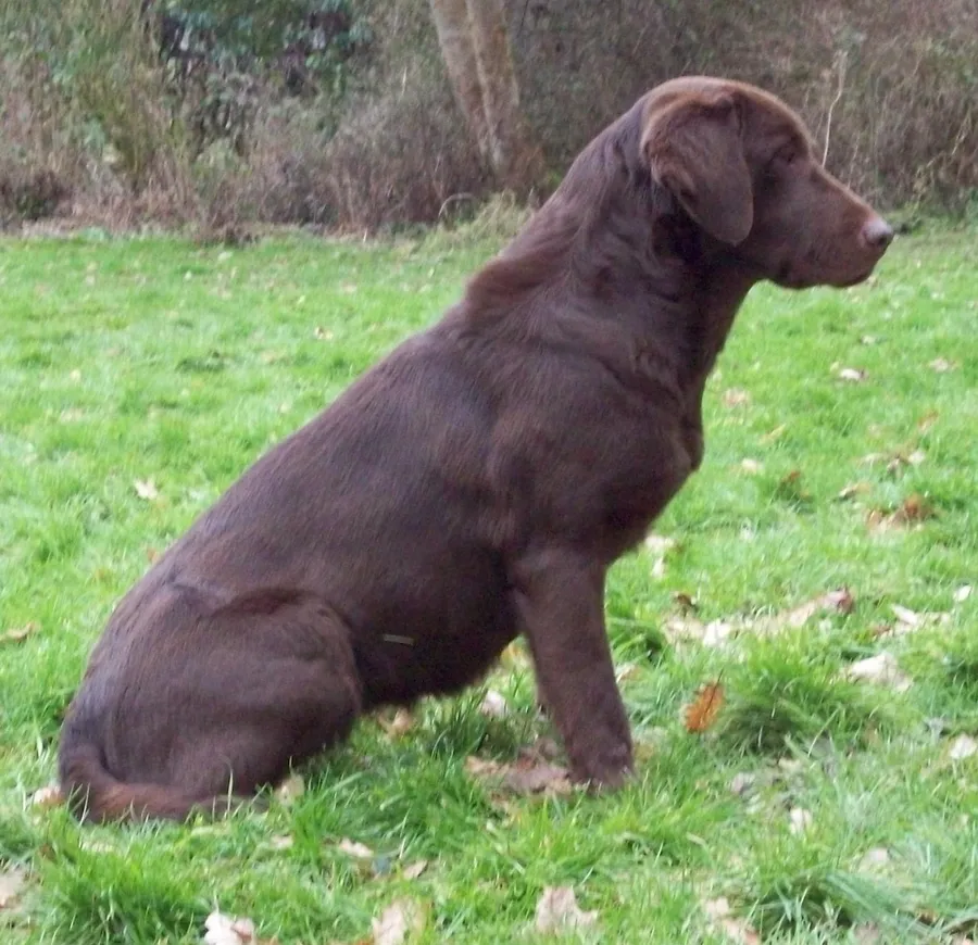 Chocolate and Black puppies with exceptional working pedigree