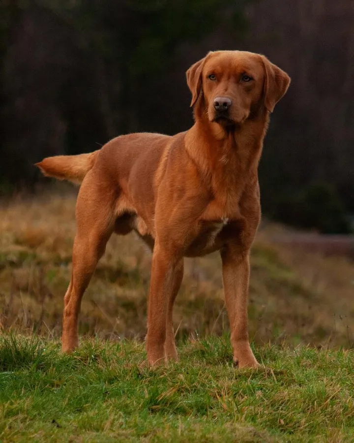 PUPS SIRED BY 2025 IGL WINNER FTCH CARNOCHWAY RED ROOSTER