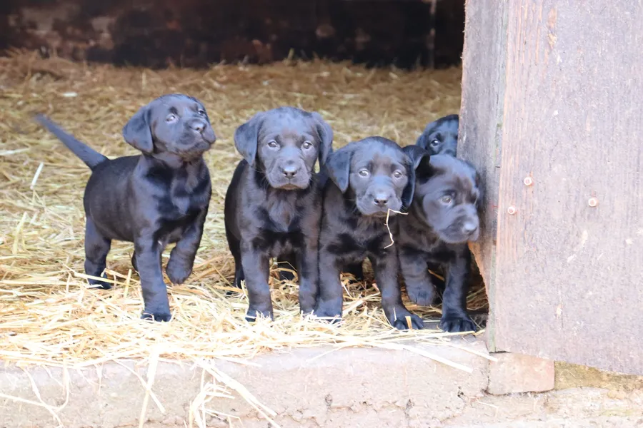 Black Labrador puppies