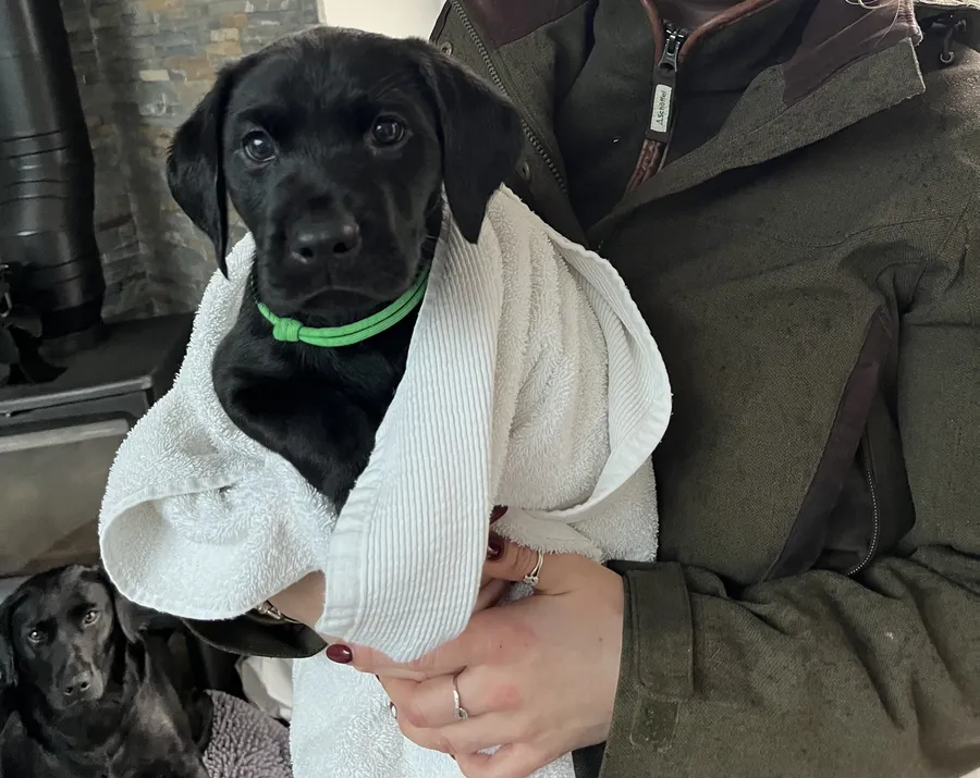 Male Working Black Labradors