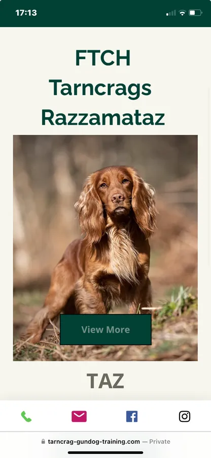 Quality FTCh sired working cocker pups