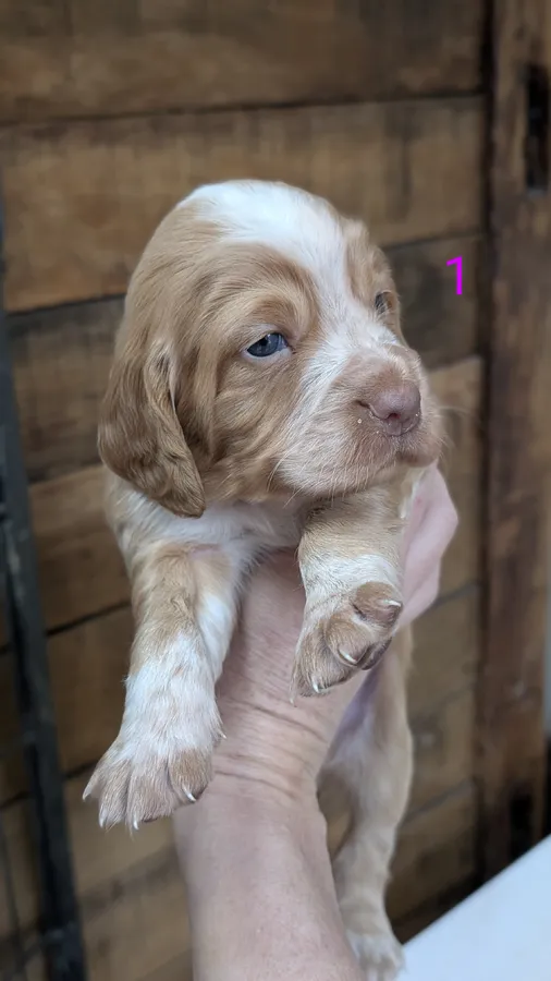 Working Cocker Spaniel Puppies ready from New Years Eve