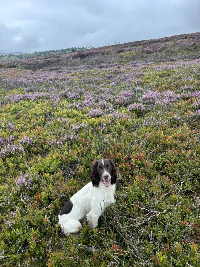 Working sprocker for stud