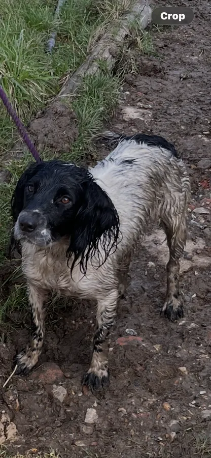 Lovely Working Springer Pups