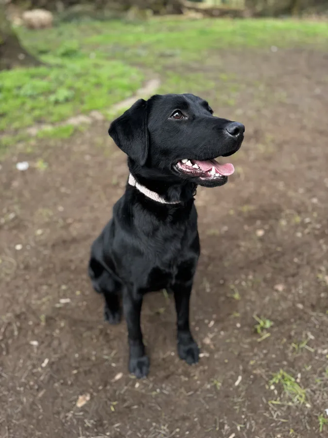 Champion line black labrador