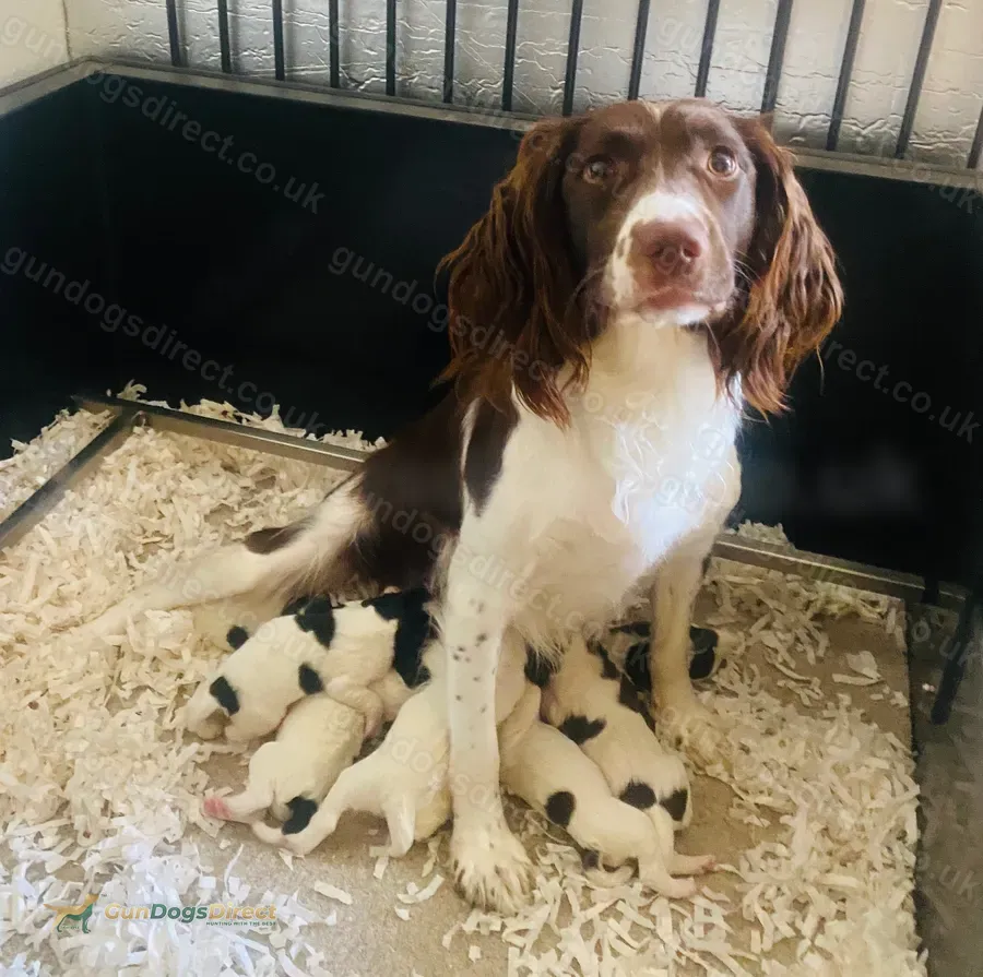 IRFTCH Sired Springer Spaniel Puppies