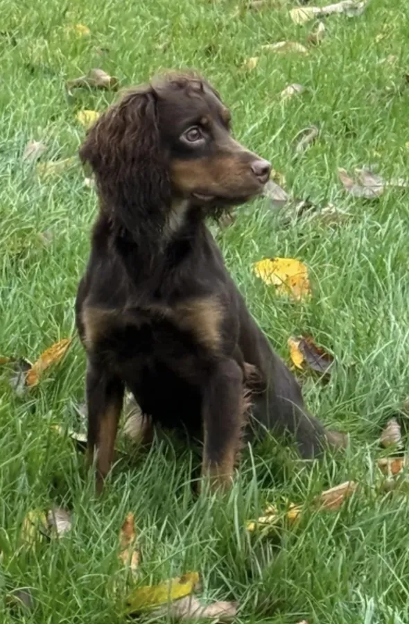 Liver and tan cocker spaniel