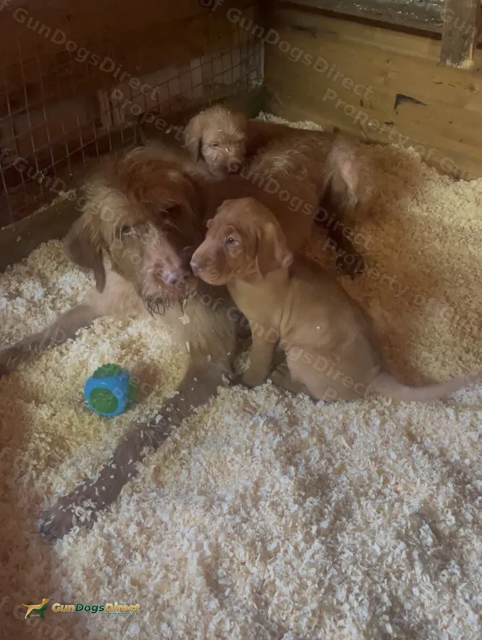 Wired Haired Hungarian Vizsla puppies