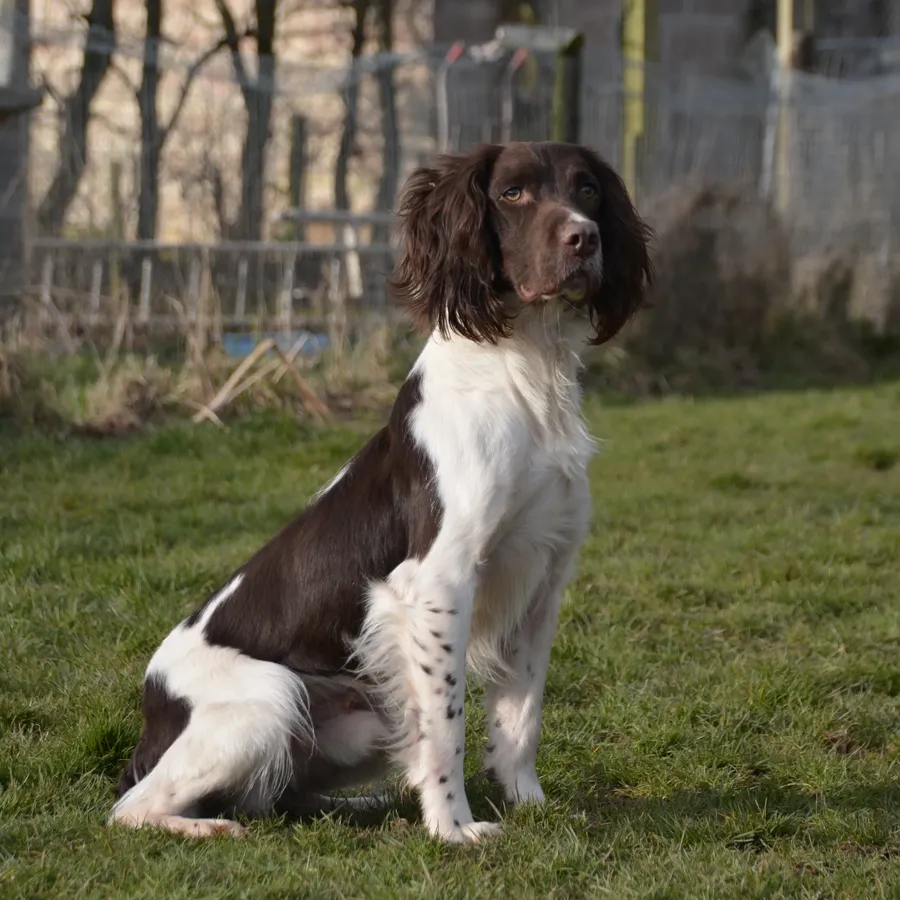 FTW ESS STUD DOG, FULLY HEALTH TESTED