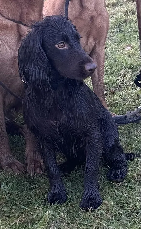Working chocolate cocker bitch