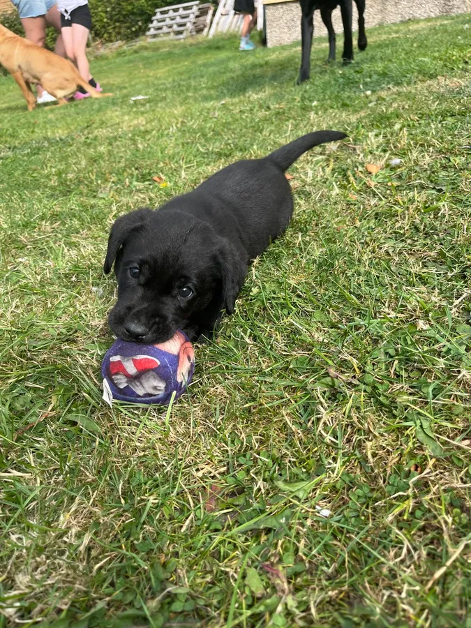 KC Registered Black Labradors Edinburgh