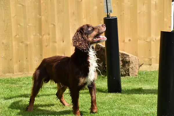 Three Years Old Male Cocker Spaniel