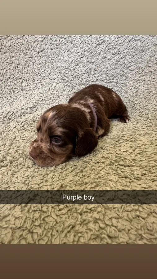 Purple boy