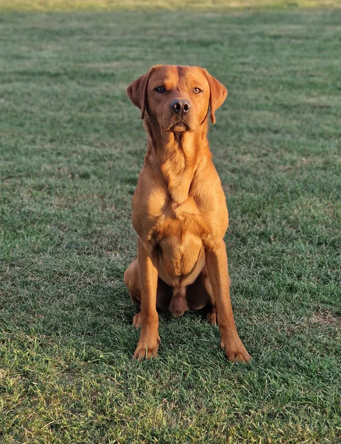 Fox red Labrador at Stud